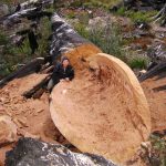 carving-coolamon-in-forest